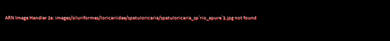Spatuloricaria sp. `RIO APURE`